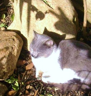 Micio in pericolo
